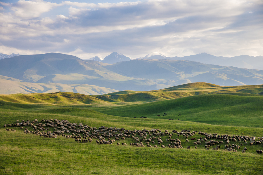 Стадо овец на высокогорных лугах в Казахстане. Фото: istockphoto/Alesia Belaya 