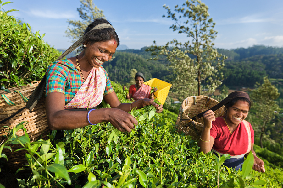 Чай на Шри-Ланке созревает круглый год, но особенно ценится урожай, который собрали с февраля по март и с августа по сентябрь. Фото: Istockphoto/hadynyah 