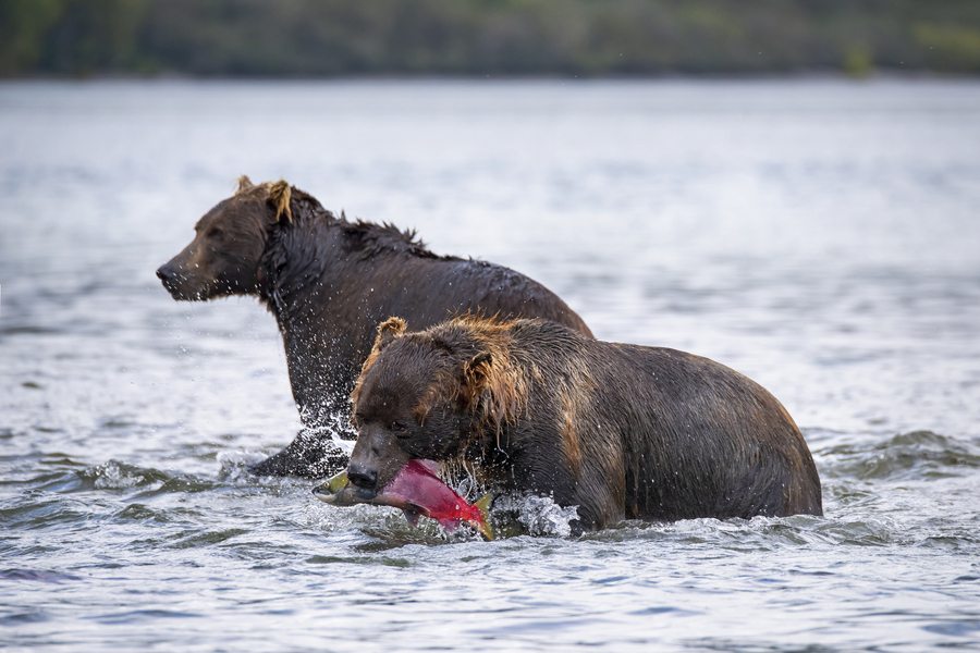  Медведи ловят лосося в Курильском озере на Камчатке. Фото: istockphoto/guenterguni 