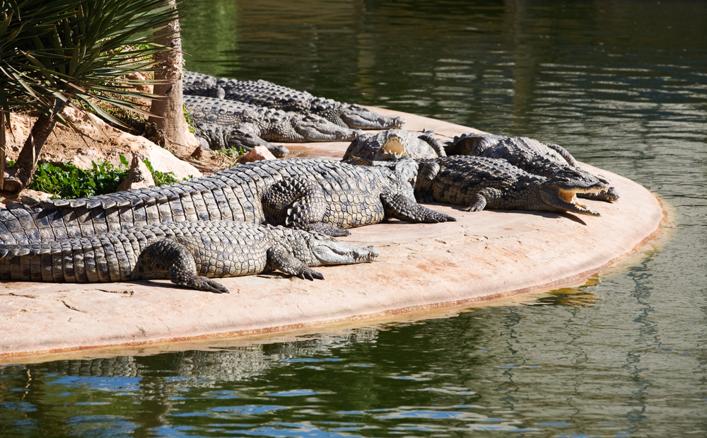 Крокодилы в парке «Djerba Explore», Джерба, Тунис. 