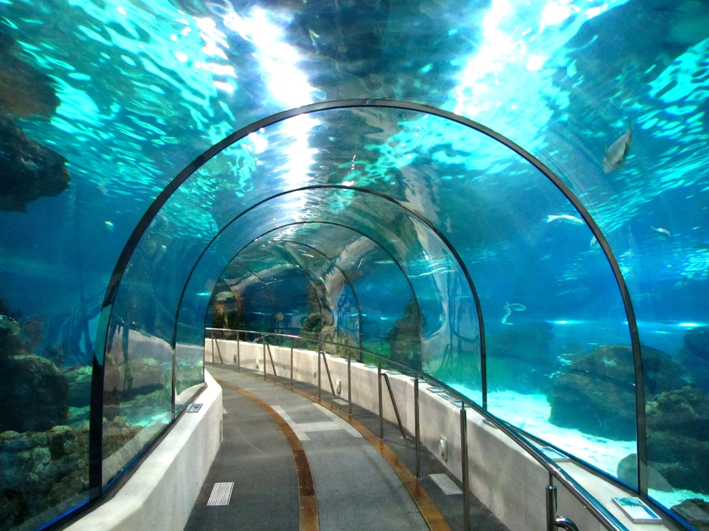 Океанариум Sochi Discovery World Aquarium