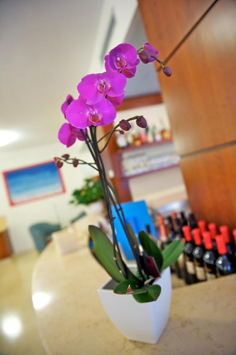 Garni Orchidea — фото 4