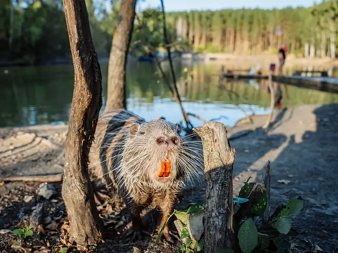 Кобылинка