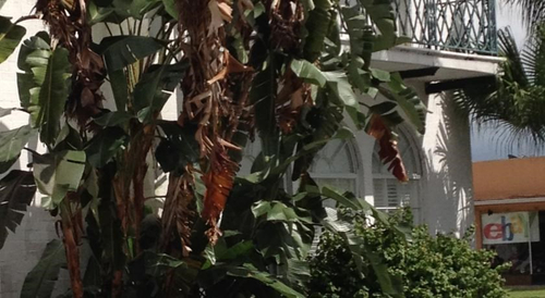 Clewiston Inn — фото 2